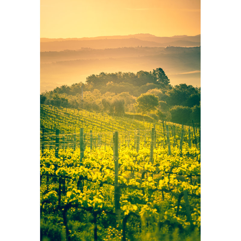 Vineyards In Tuscany At Sunrise by Zodebala - Wrapped Canvas Print, 76cm H x 51cm W x 3.8cm D