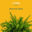 Fern Plant in Pot