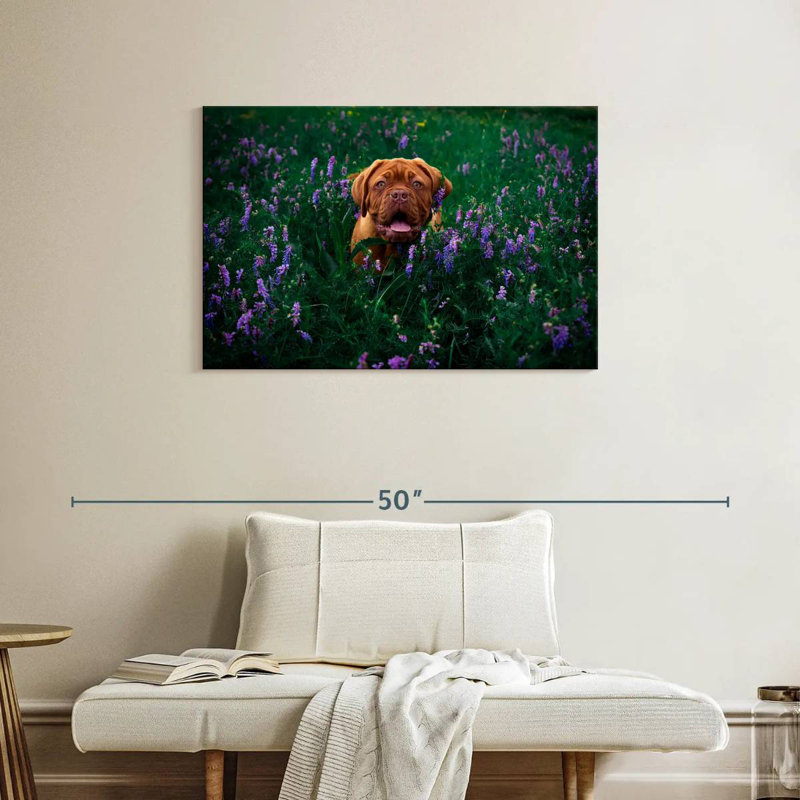 Dogue français Brampt, H 24 po x l 36 po