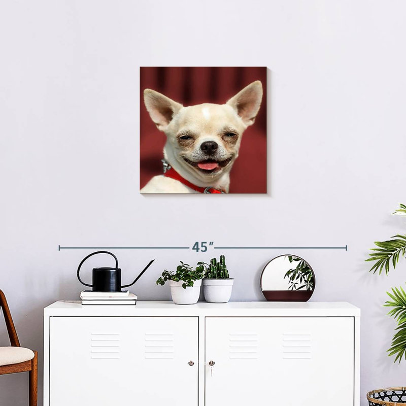 Chihuahua souriant Ketti, H 20 po x l 20 po