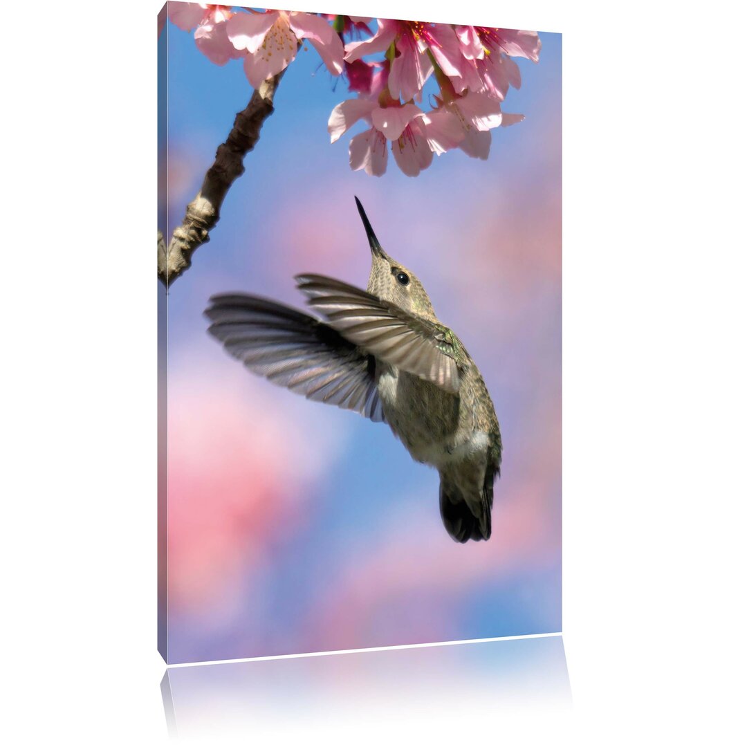 Leinwandbild Kolibri an Kirschblüte