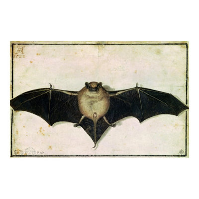 Bat par Albrecht Dürer - estampe numérique