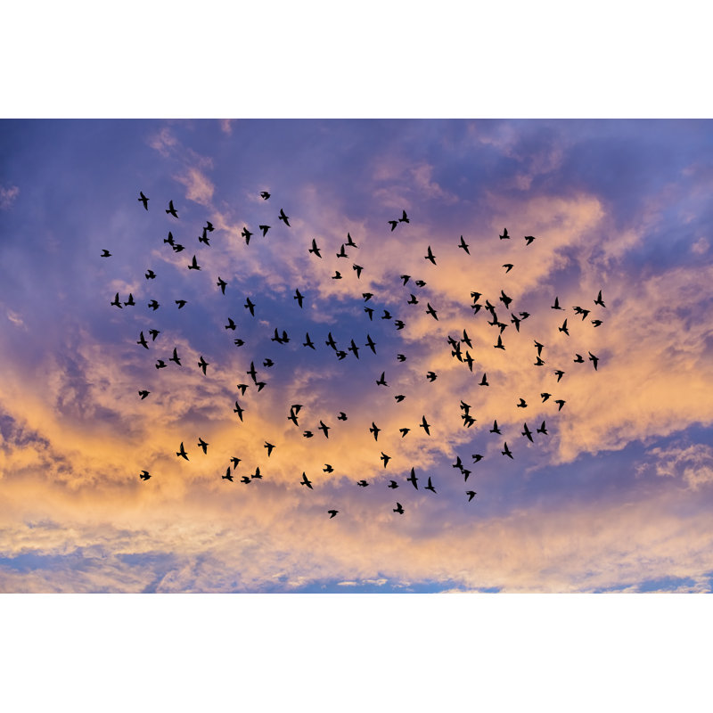 Birds Flying Over Sky by Vitomirov - Wrapped Canvas Print, 61cm H x 91cm W