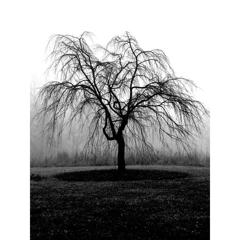 Tree Stands Alone - Impression sur toile tendue, H 40 po x l 30 po