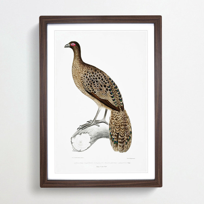 Lineated Peacock Pheasant Illustration by John Edward Gray - Picture Frame Painting Print, 36cm H x 27cm W x 2cm D