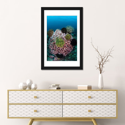" A Large Barrel Sponge Covered With Crinoids " Color Photography