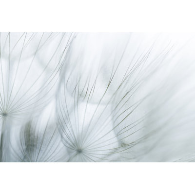 Extreme Close Up Of Dandelion 1 Piece Wrapped Canvas Wall Art
