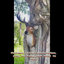 Buste en cerf 14,57 po