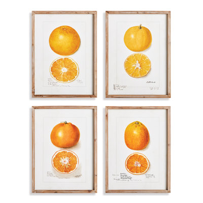 Citrus Study Prints