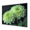 «Green Monochrom Mums Flowers Bouquet I», art mural «Mums»