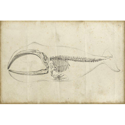 Whale Study I - Wrapped Canvas Painting
