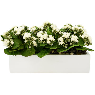 Kalanchoe Arrangement in Fiberstone Planter