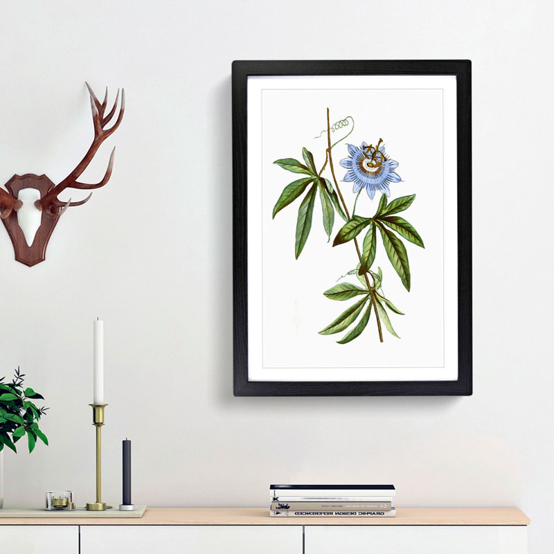 Blue Passionflower by Pierre-Joseph Redoute - Picture Frame Graphic Art Print, 36cm H x 27cm W x 2cm D, Black Framed