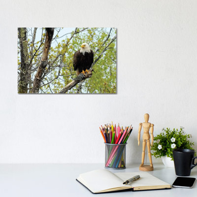 Bald Bald par Brian Wolf - photographie sur toile tendue