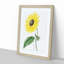A Californian Sunflower - Wall Art-55457557-55457560