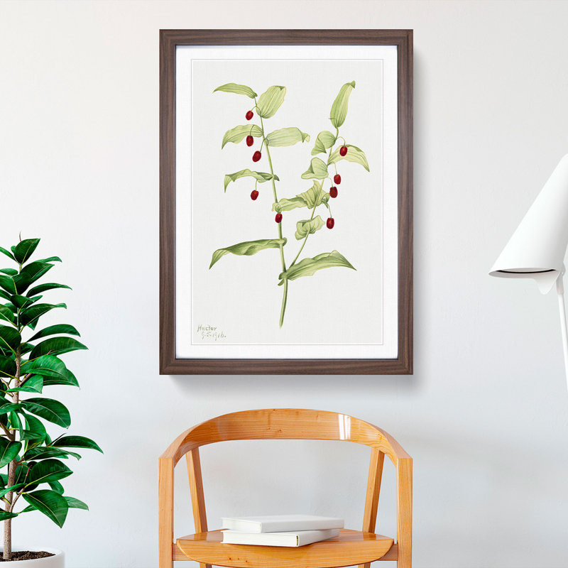 Clasping Twisted Stalk by Mary Vaux Walcott - Picture Frame Graphic Art, 36cm H x 27cm W x 2cm D, Walnut Framed
