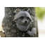 Hallock Animals UV Resistant Plastic Garden Statue