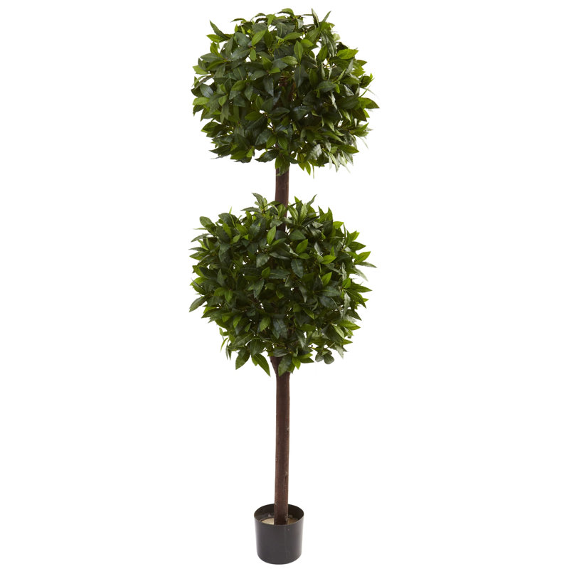 Sweet Bay Double Ball Topiary