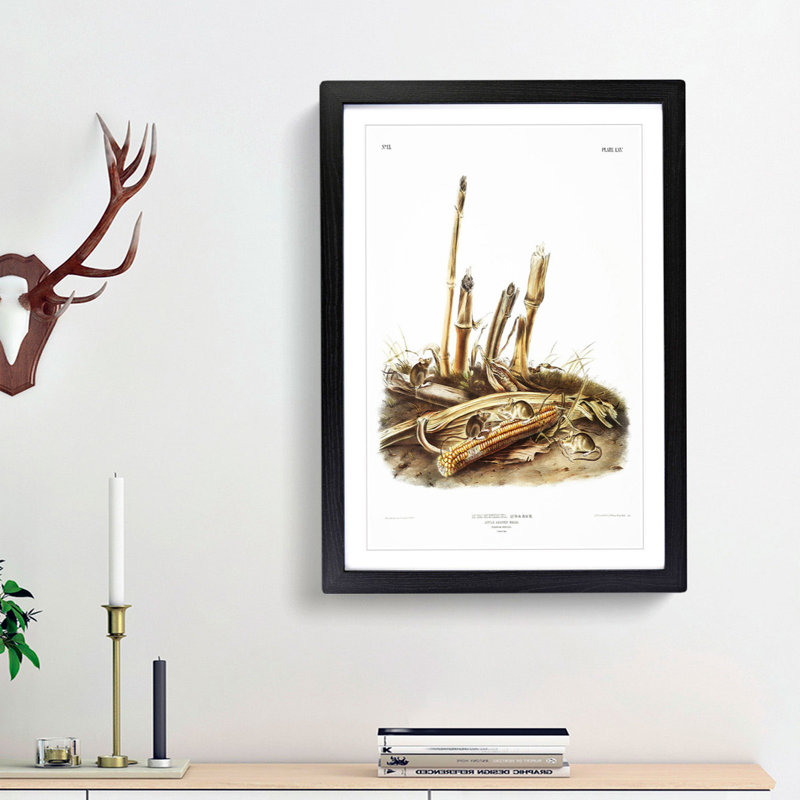 Harvest Mice by J.W. Audubon - Picture Frame Painting Print, 65cm H x 48cm W x 2cm D, Black Framed
