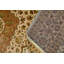 Chantel Oriental Area Rug