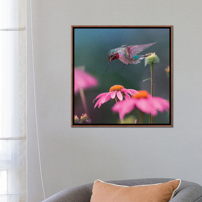 Colibri à gorge grise mâle cherchant du nectar par Tim Fitzharris - reproduction de photo