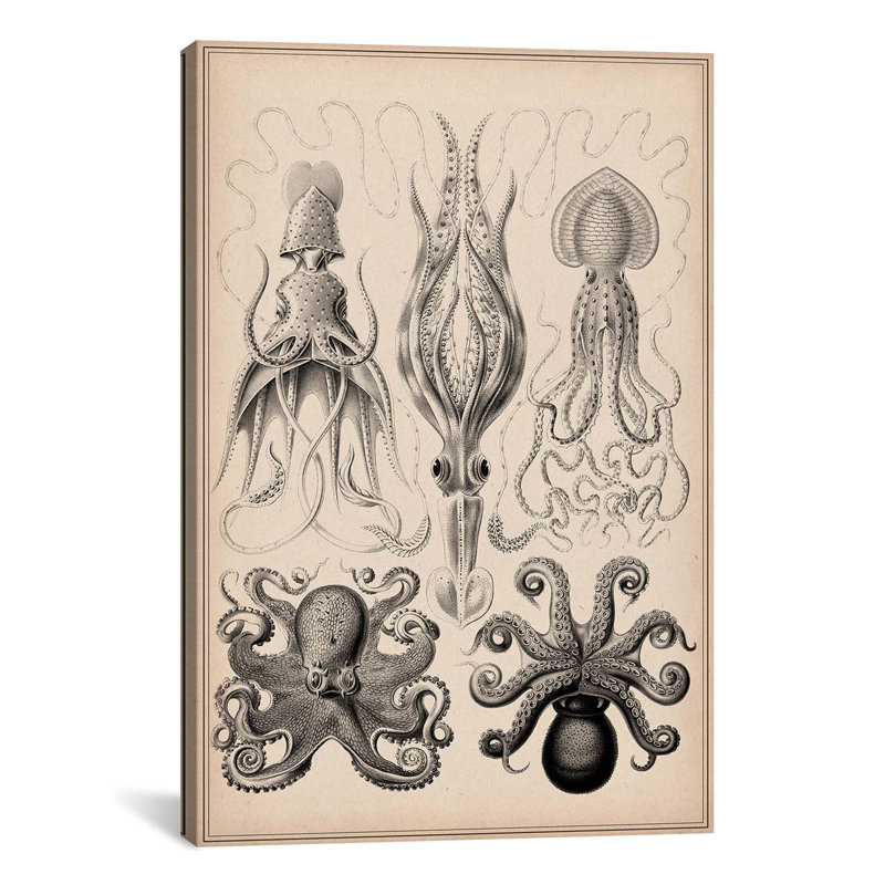 Cephalopod (gamochonia), impression sur toile, H 40 po x l 26 po x P 1,5 po, Pas de tapis, Toile tendue
