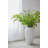 Fern Arrangement