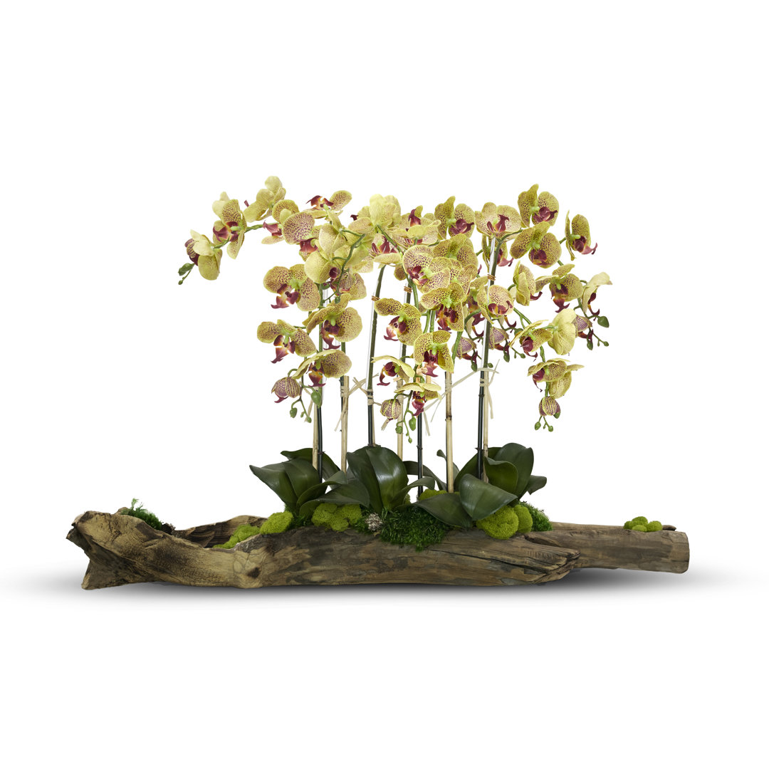 Orchid Arrangement T&C Floral Company