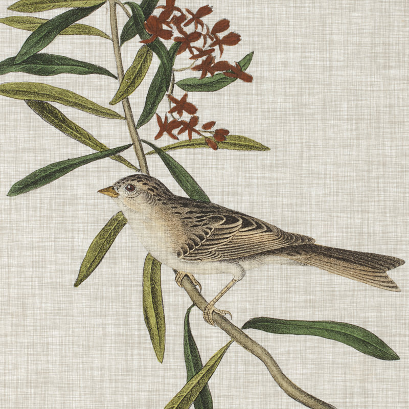 Avian Crop VII by John Audubon - Wrapped Canvas Painting, 122cm H x 122cm W x 3.8cm D