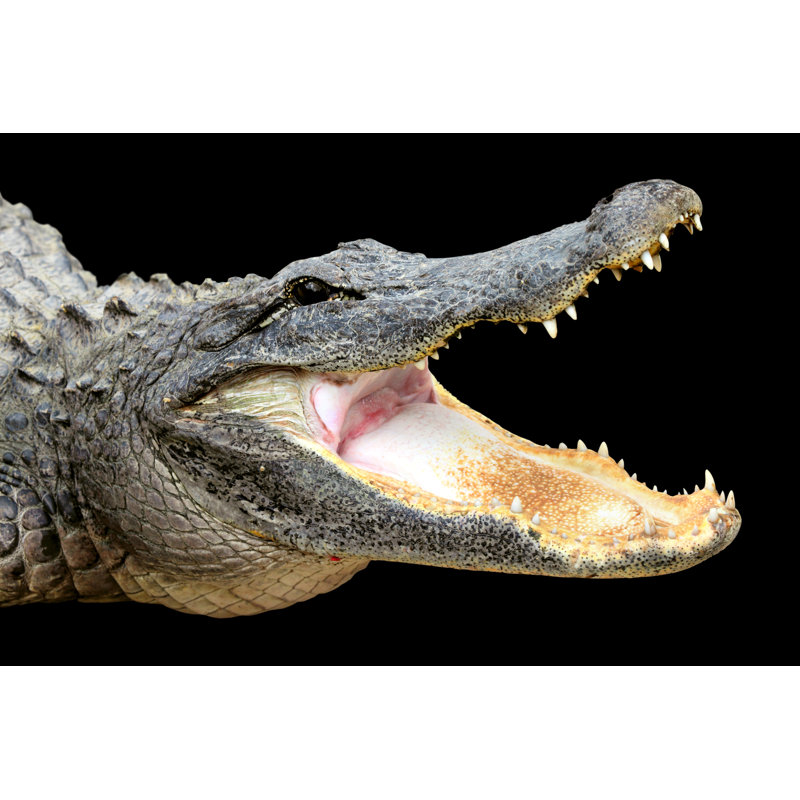 Alligator With Mouth Open by Nan104 - Wrapped Canvas Print, 51cm H x 76cm W