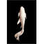 White Koi 1 by Mat Sanders