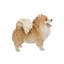 Loulou de Poméranie debout