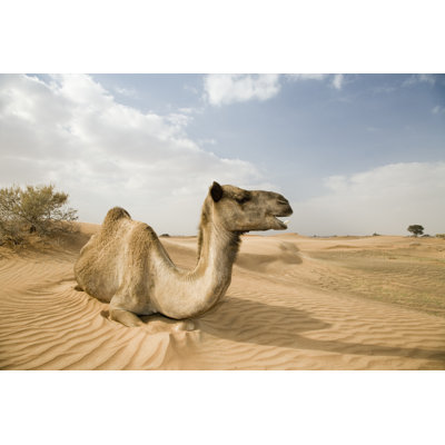 Happy Wild Camel - Wrapped Canvas Print