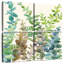 Eucalyptus Harnek-109163793