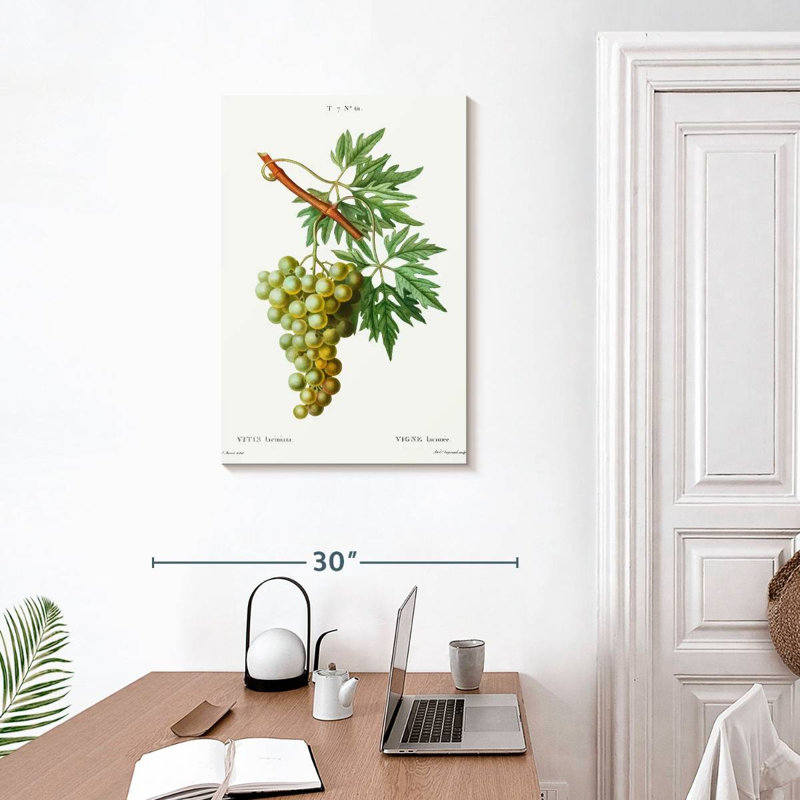 Yarlin Grape Vine - Vitis Laciniata, 30" H x 20" W