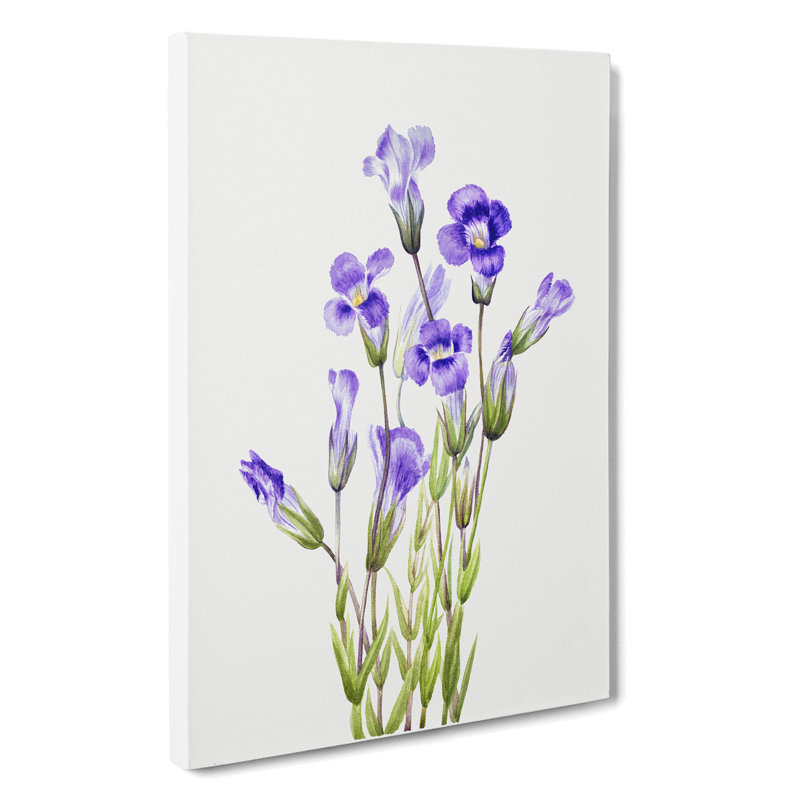 Fringed Gentian Vol.2 by Mary Vaux Walcott - Wrapped Canvas, 76cm H x 50cm W x 3cm D