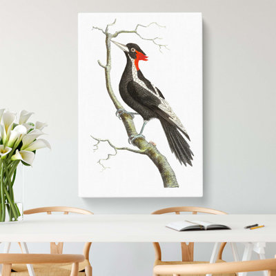 White Billed Woodpecker by George Shaw - Wrapped Canvas