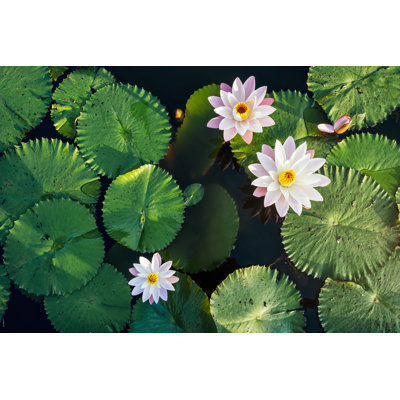 Lotus Flower by VTT Studio - Wrapped Canvas Print