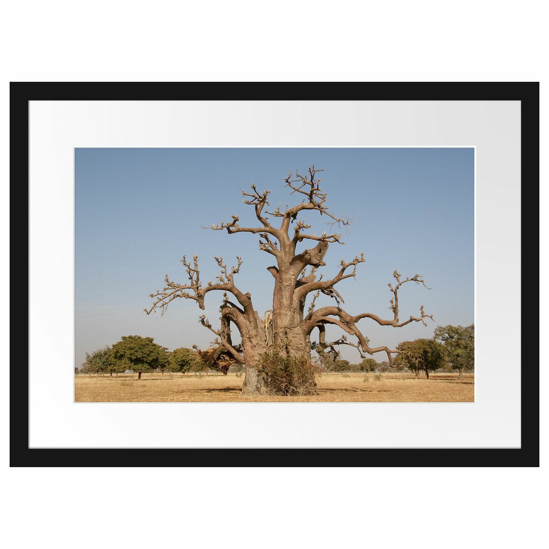 Gerahmtes Poster Vertrockneter Baum in der Savanne