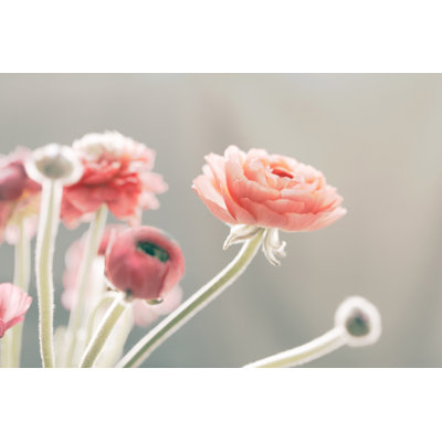 " Shades Of Blush " by Morgan Hartley