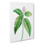 Japanese Laurel Flowers by Pierre-Joseph Redoute - Wrapped Canvas-55363081