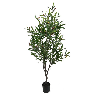 55 po Olive en pot