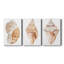 " Seashell I " 3 - Pieces Painting Print-28888305