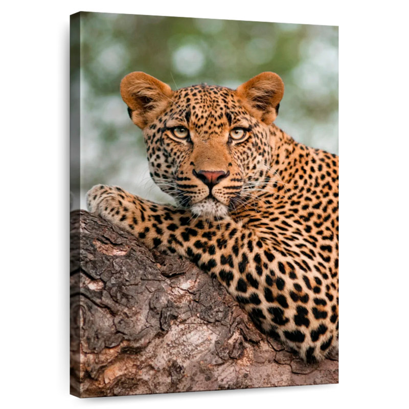 Brampt Striking Leopard, 39" H x 26" W