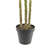 TREE PALM GROWER 7FT