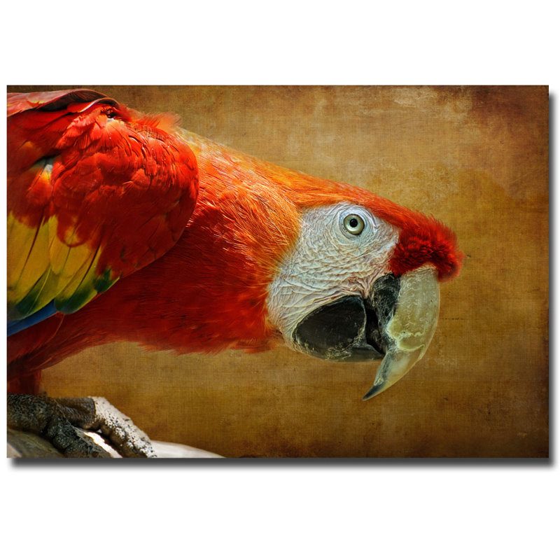 « couleur oiseau » par lois bryan, reproduction de photo sur toile, H 22 po x l 32 po x P 2 po