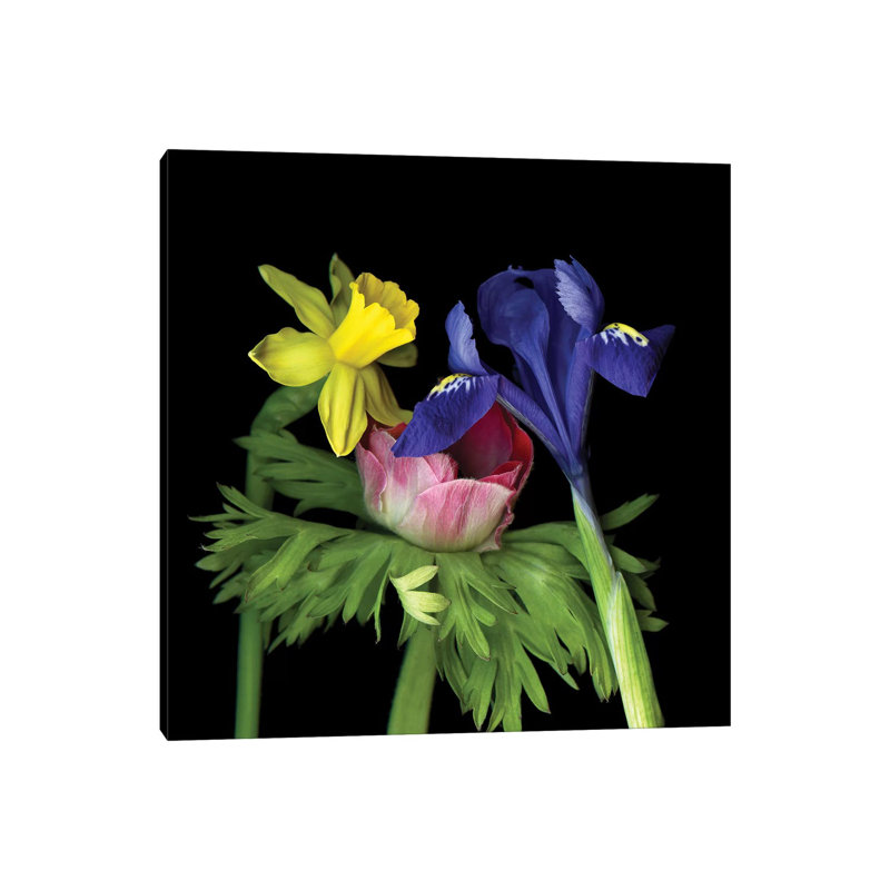 Iris Mini VII by Magda Indigo - Wrapped Canvas Print, 30.48 cm H x 30.48 cm W
