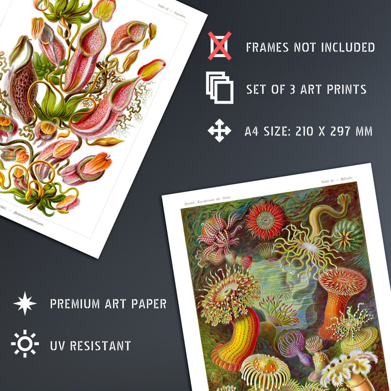 Haeckel Colourful Vintage Illustrations Plant Anemone Study - 3 Piece No Frame Print Set, 29.7cm H x 21cm W x 0.4cm D