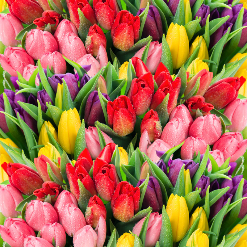 Tulip Flowers by LiliGraphie - Wrapped Canvas Print, 30cm H x 30cm W