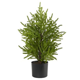 Real Touch Norfolk Pine Spray Stem (Pack of 3 Stems)